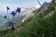 71 Aquilegia di Einsele (Aquilegia einseleana) con vista in Cima di Valmora e Fop